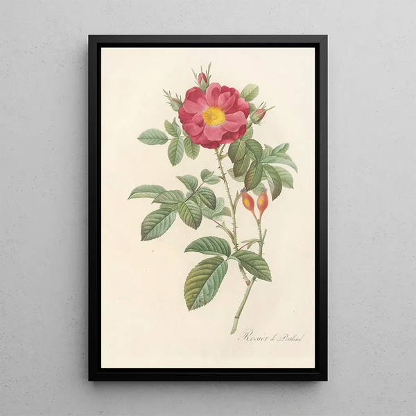 Rosa Damascena Coccinea - Pierre Joseph Redouté — oprawiony obraz na ścianie