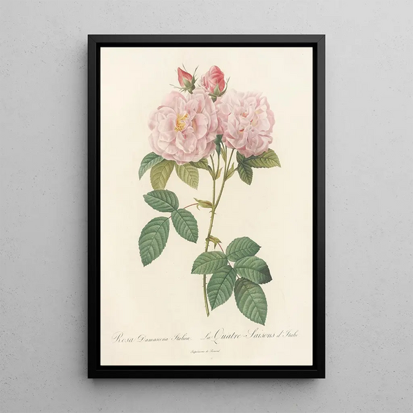 Rosa Damascena Italica - Pierre Joseph Redouté — oprawiony obraz na ścianie