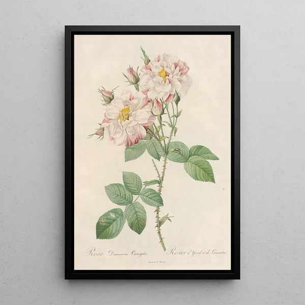 Rosa Damascena Variegata - Pierre Joseph Redouté — oprawiony obraz na ścianie