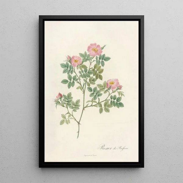 Rosa Dumetorum - Pierre Joseph Redouté — oprawiony obraz na ścianie