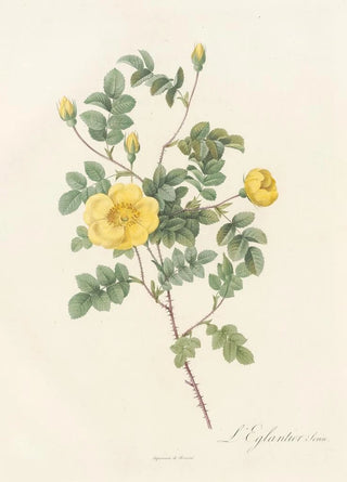 Pierre Joseph Redout - Rosa Eglanteria Luteola.webp