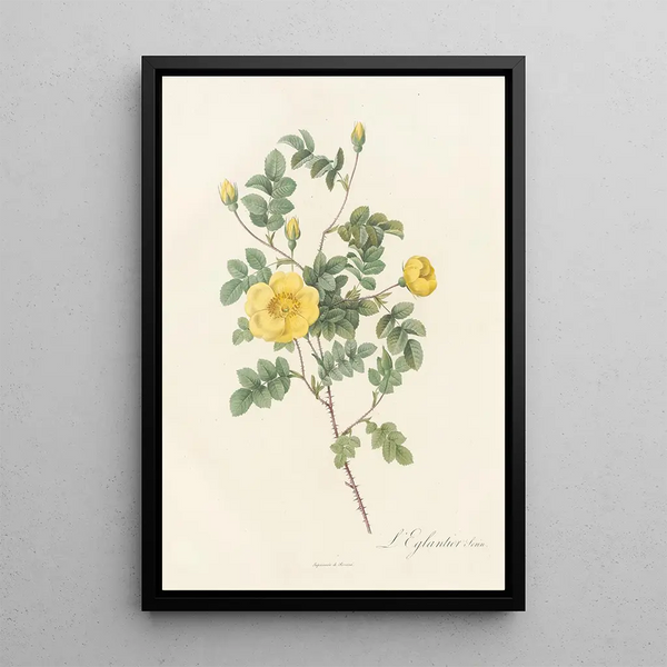 Rosa Eglanteria Luteola - Pierre Joseph Redouté — oprawiony obraz na ścianie