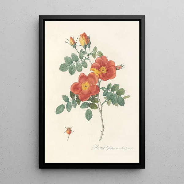 Rosa Eglanteria VarPunicea - Pierre Joseph Redouté — oprawiony obraz na ścianie