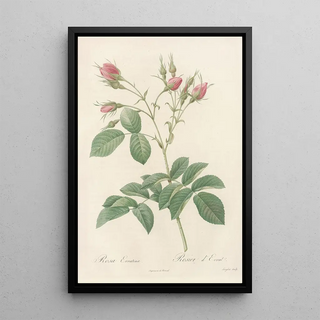 Pierre Joseph Redout - Rosa Evratina.webp