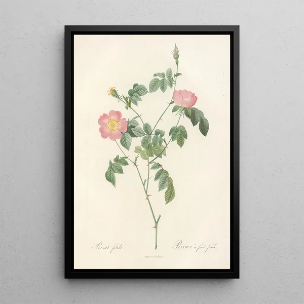 Rosa Foetida - Pierre Joseph Redouté — oprawiony obraz na ścianie