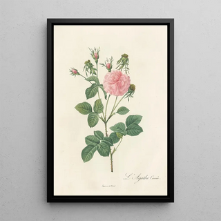 Pierre Joseph Redout - Rosa Gallica Agatha Incarnata.webp