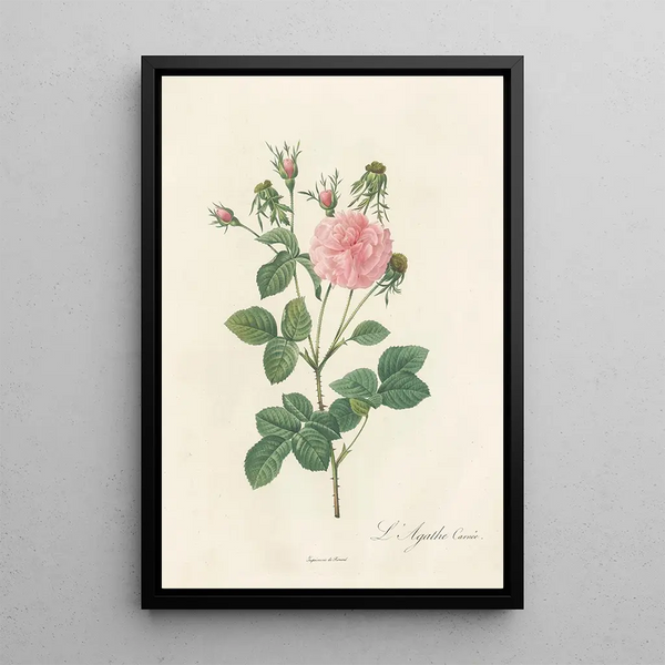 Rosa Gallica Agatha Incarnata - Pierre Joseph Redouté — oprawiony obraz na ścianie