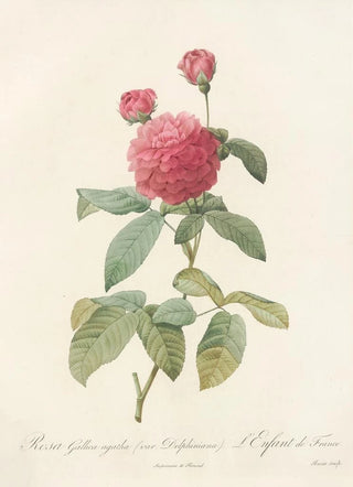 Pierre Joseph Redout - Rosa Gallica Agatha Var Delphiniana.webp