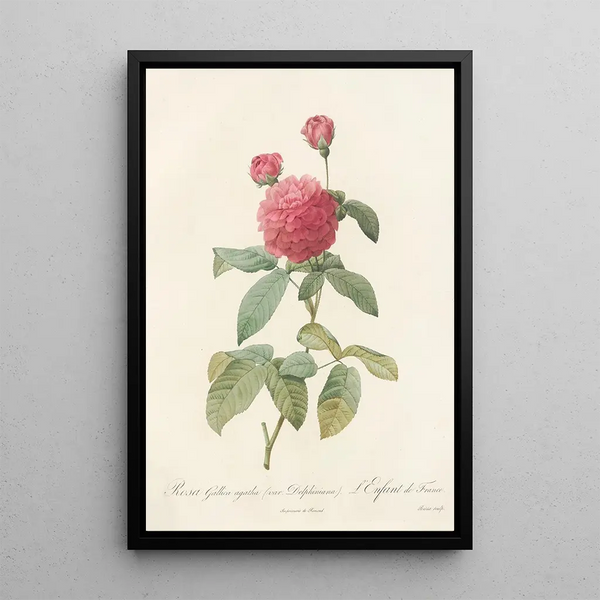 Rosa Gallica Agatha Var Delphiniana - Pierre Joseph Redouté — oprawiony obraz na ścianie