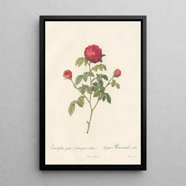 Rosa Gallica Agatha Var Parva Violacea - Pierre Joseph Redouté — oprawiony obraz na ścianie