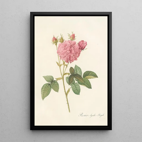 Rosa Gallica Agatha Var Regalis - Pierre Joseph Redouté — oprawiony obraz na ścianie