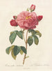 Rosa Gallica Aurelianensis - Pierre Joseph Redouté — widok dzieła