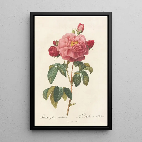 Rosa Gallica Aurelianensis - Pierre Joseph Redouté — oprawiony obraz na ścianie