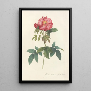 Pierre Joseph Redout - Rosa Gallica Caerulea.webp