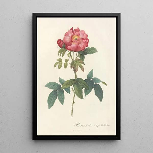 Rosa Gallica Caerulea - Pierre Joseph Redouté — oprawiony obraz na ścianie