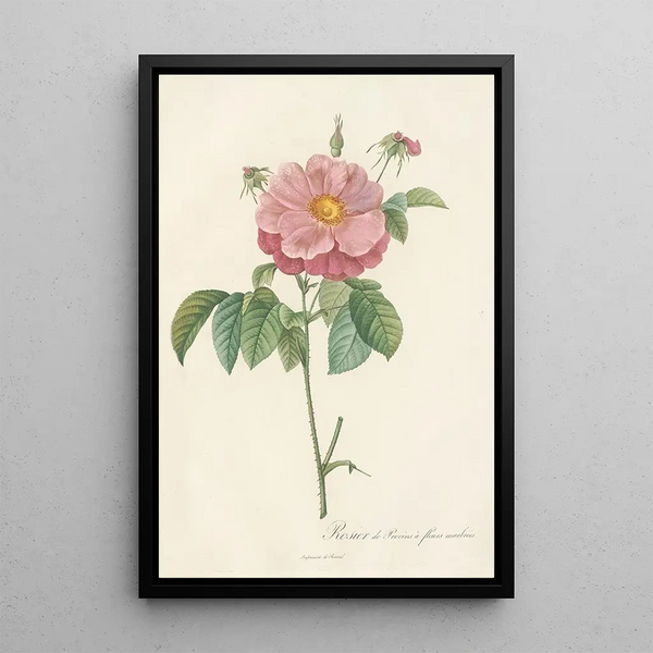 Rosa Gallica Flore Marmoreo - Pierre Joseph Redouté — oprawiony obraz na ścianie