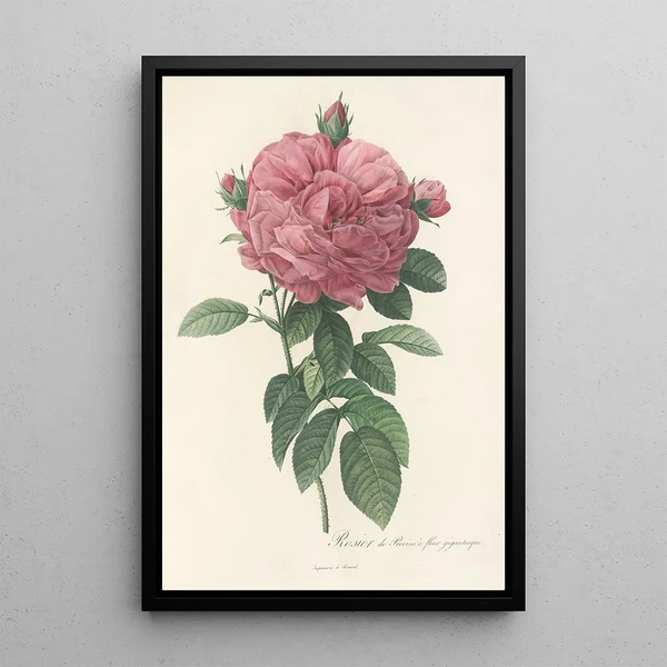 Rosa Gallica Flore giganteo - Pierre Joseph Redouté — oprawiony obraz na ścianie
