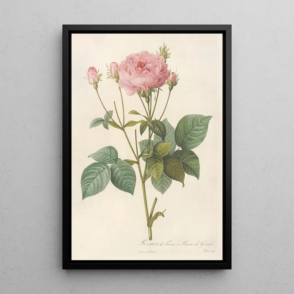 Rosa Gallica Granatus - Pierre Joseph Redouté — oprawiony obraz na ścianie