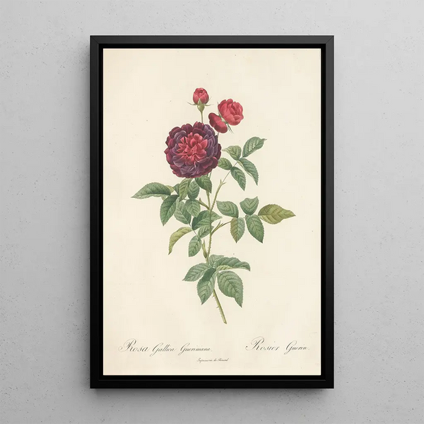 Rosa Gallica Gueriniana - Pierre Joseph Redouté — oprawiony obraz na ścianie