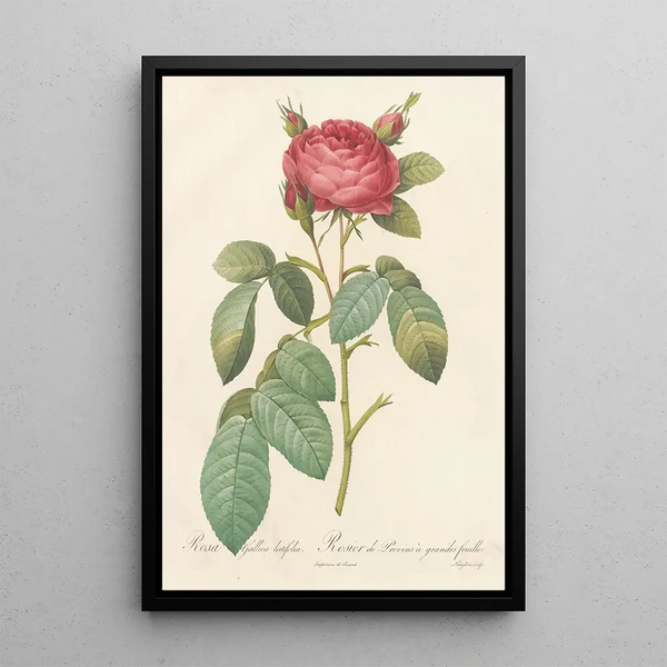 Rosa Gallica Latifolia - Pierre Joseph Redouté — oprawiony obraz na ścianie