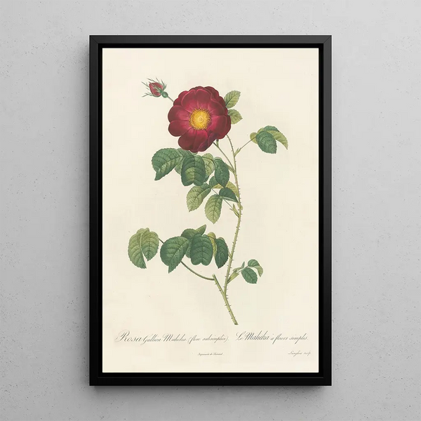Rosa Gallica Maheka Flore Subsimplici - Pierre Joseph Redouté — oprawiony obraz na ścianie