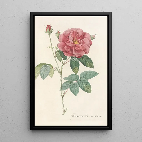 Rosa Gallica Officinalis - Pierre Joseph Redouté — oprawiony obraz na ścianie