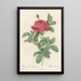 Rosa Gallica Pontiana - Pierre Joseph Redouté — oprawiony obraz na ścianie