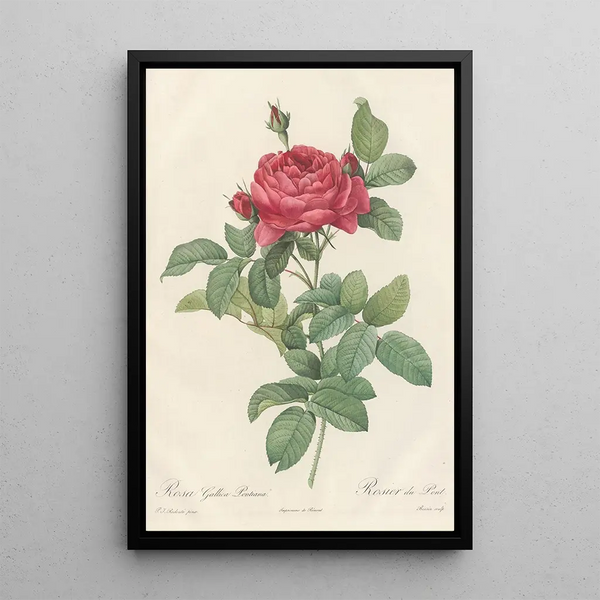 Rosa Gallica Pontiana - Pierre Joseph Redouté — oprawiony obraz na ścianie