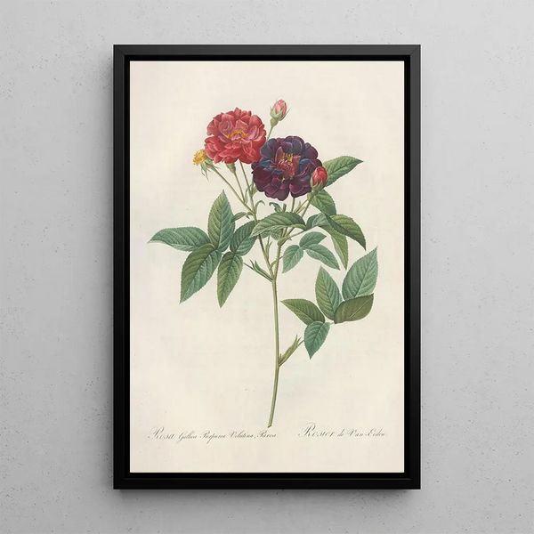 Rosa Gallica Purpurea Velutina - Pierre Joseph Redouté — oprawiony obraz na ścianie
