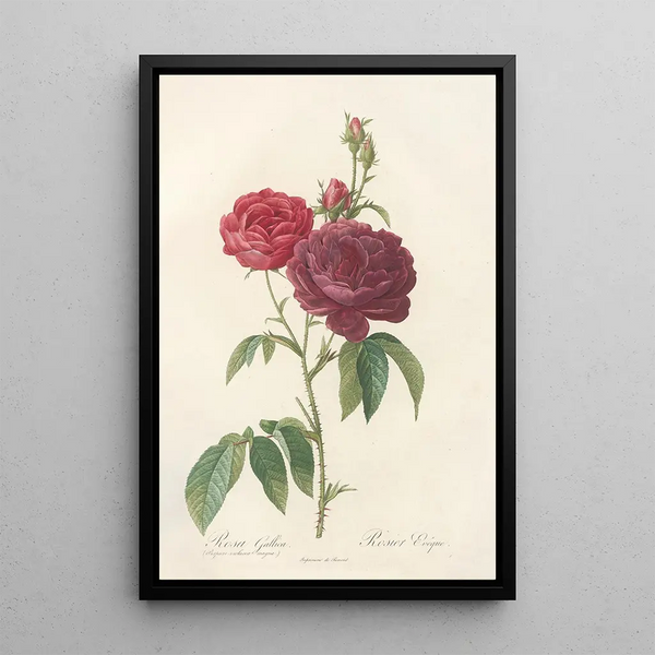 Rosa Gallica Purpuroviolacea Magna - Pierre Joseph Redouté — oprawiony obraz na ścianie
