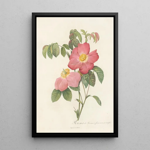 Rosa Gallica Rosea Flore Simplici - Pierre Joseph Redouté — oprawiony obraz na ścianie