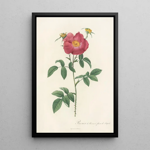 Rosa Gallica Stapeliae Flora - Pierre Joseph Redouté — oprawiony obraz na ścianie