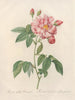 Rosa gallica versicolor - Pierre Joseph Redouté — widok dzieła