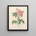Rosa gallica versicolor - Pierre Joseph Redouté — oprawiony obraz na ścianie