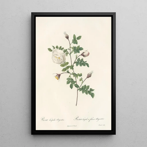 Rosa Hispida Argentea - Pierre Joseph Redouté — oprawiony obraz na ścianie