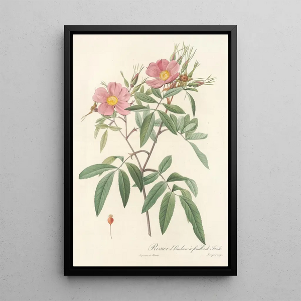 Rosa Hudsoniana Salicifolia - Pierre Joseph Redouté — oprawiony obraz na ścianie