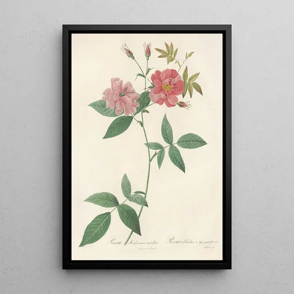 Rosa Hudsoniana Scandens - Pierre Joseph Redouté — oprawiony obraz na ścianie