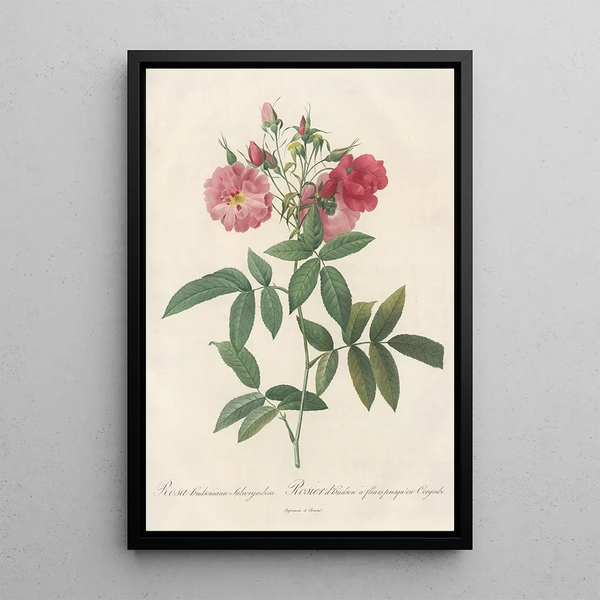 Rosa Hudsoniana Subcorymbosa - Pierre Joseph Redouté — oprawiony obraz na ścianie
