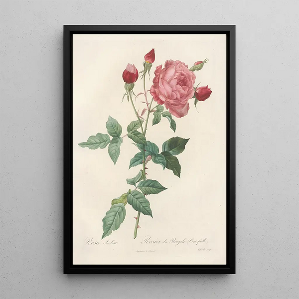 Rosa Indica - Pierre Joseph Redouté — oprawiony obraz na ścianie