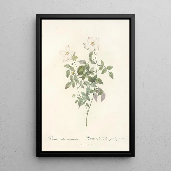 Rosa Indica Acuminata - Pierre Joseph Redouté — oprawiony obraz na ścianie