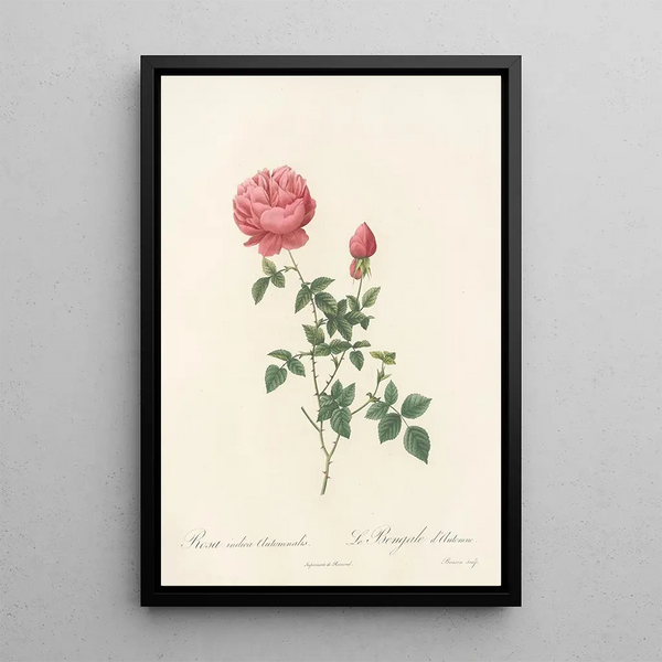 Rosa Indica Automnalis - Pierre Joseph Redouté — oprawiony obraz na ścianie