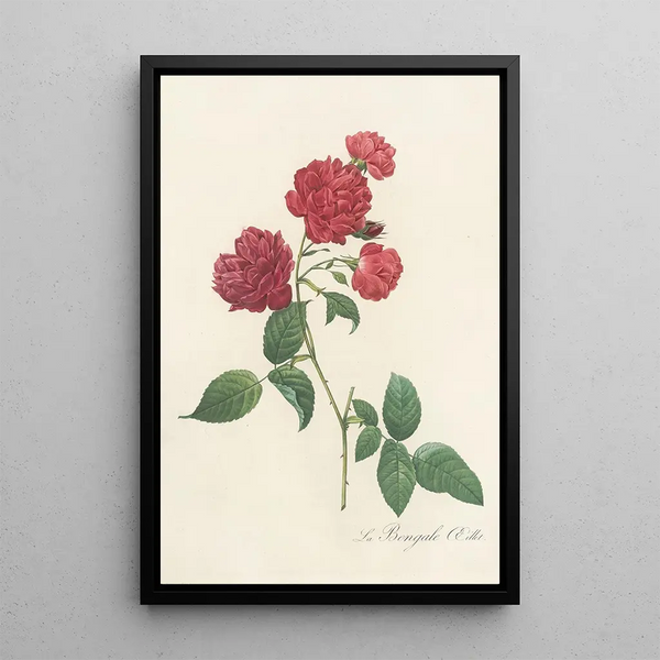 Rosa Indica Caryophyllea - Pierre Joseph Redouté — oprawiony obraz na ścianie