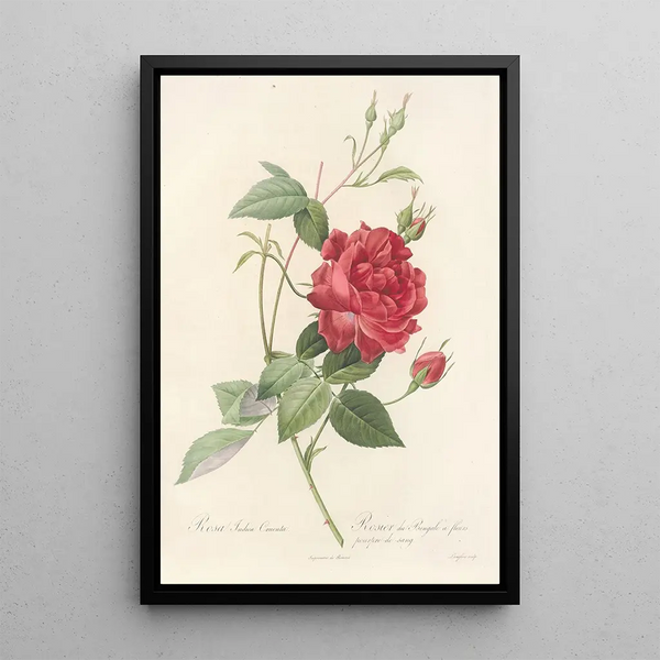 Rosa Indica Cruenta - Pierre Joseph Redouté — oprawiony obraz na ścianie