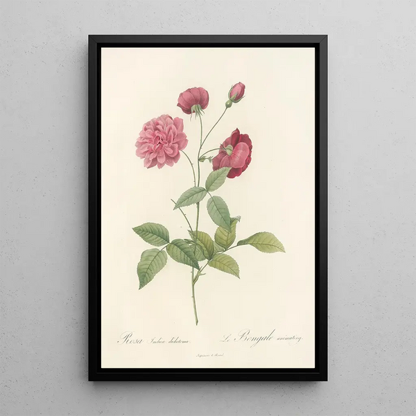 Rosa Indica Dichotoma - Pierre Joseph Redouté — oprawiony obraz na ścianie
