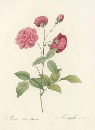 Pierre Joseph Redout - Rosa Indica Dichotoma.webp