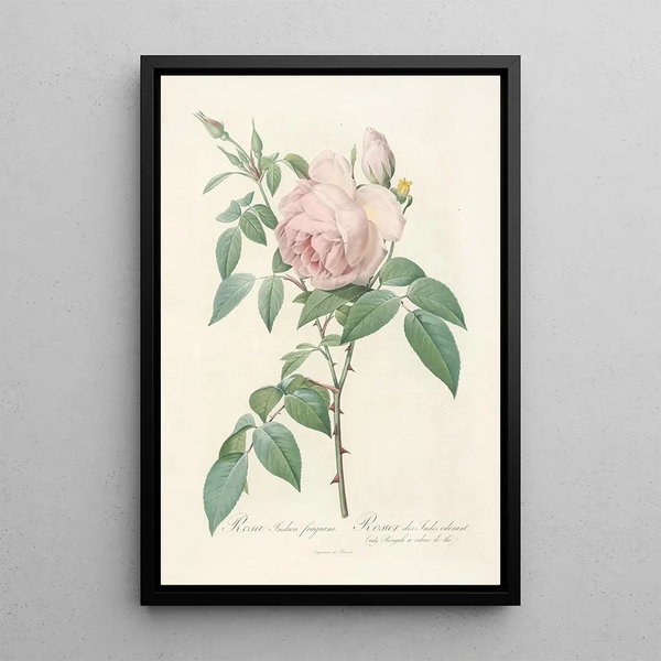 Rosa Indica Fragrans - Pierre Joseph Redouté — oprawiony obraz na ścianie