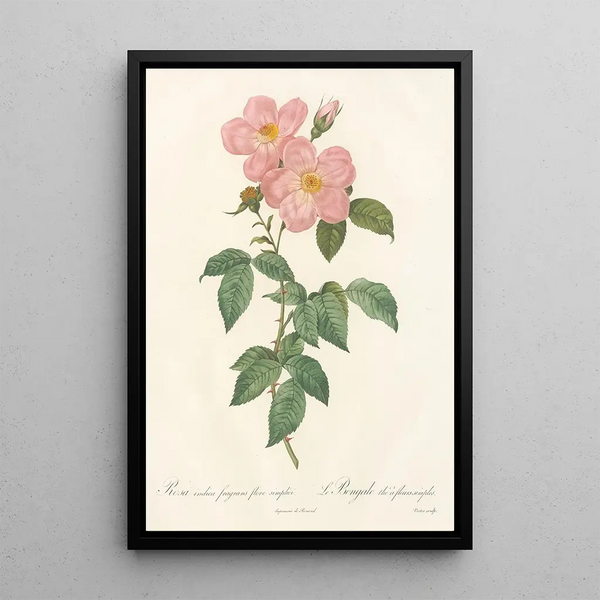 Rosa Indica Fragrans Flore Simplici - Pierre Joseph Redouté — oprawiony obraz na ścianie