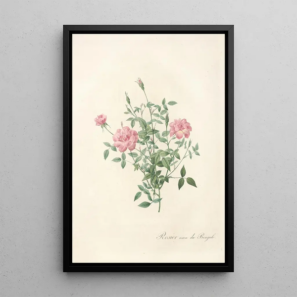 Rosa Indica Pumila - Pierre Joseph Redouté — oprawiony obraz na ścianie