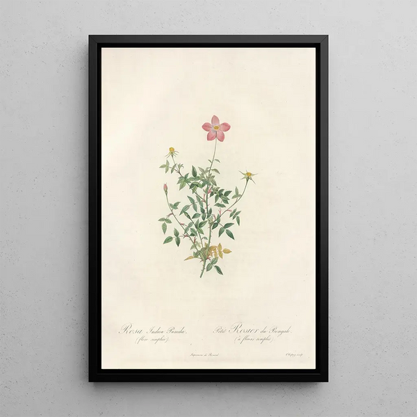 Rosa Indica Pumila Flore Simplici - Pierre Joseph Redouté — oprawiony obraz na ścianie