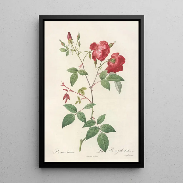 Rosa Indica Rosier de Chine à fleurs doubles - Pierre Joseph Redouté — oprawiony obraz na ścianie